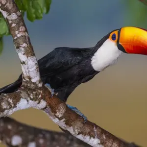 Südamerika, Brasilien, Toco-Tukan (Ramphastos toco albogularis), ist ein Vogel mit einer Südamerika, Brasilien, Toco-Tukan (Ramphastos toco albogularis), ist ein Vogel mit einer