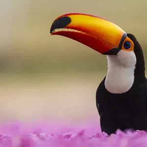 Südamerika, Brasilien, der Toco-Touacan (Ramphastos toco albogularis), ist ein Vogel mit einer Südamerika, Brasilien, der Toco-Touacan (Ramphastos toco albogularis), ist ein Vogel mit einer