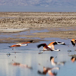 South America, Chile, Atacama desert, Flamingos at the saltlake Salar de Atacama"