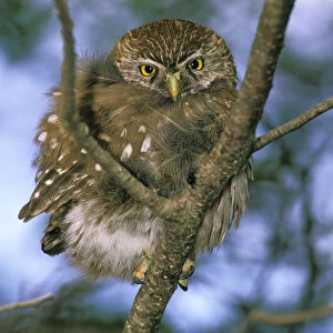 South America, Chile, Aysen. Autral Pygmy Owl (Glaucidium nanum)