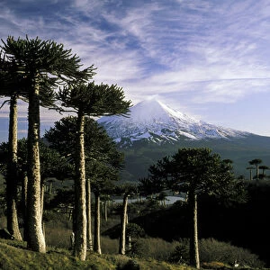 South America, Chile, La Araucania, Conguillo National Park. Araucarias (Araucaria araucana)