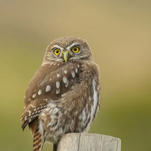 South America, Chile, Patagonia, Torres del Paine National Park. Austral pygmy owl
