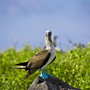 South America, Ecuador, Galapagos Islands, a blue-footed boobies (Sula nebouxi) perched