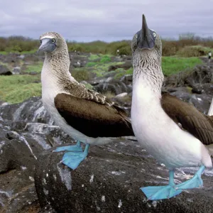 South America, Ecuador, Galapagos Islands, Hood Island. Blue Footed Boobies (Sula