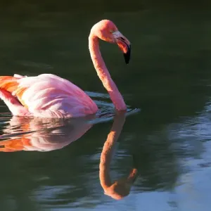 South America, Ecuador, Galapagos Islands, Isabela, Punta Moreno, greater flamingo South America, Ecuador, Galapagos Islands, Isabela, Punta Moreno, greater flamingo