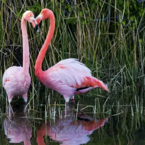 South America, Ecuador, Galapagos Islands, Isabela, Punta Moreno, greater flamingo South America, Ecuador, Galapagos Islands, Isabela, Punta Moreno, greater flamingo