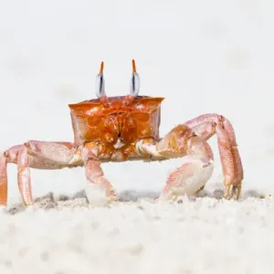 South America, Ecuador, Galapagos Islands, San Cristobal, Cerro Brujo, ghost crab South America, Ecuador, Galapagos Islands, San Cristobal, Cerro Brujo, ghost crab
