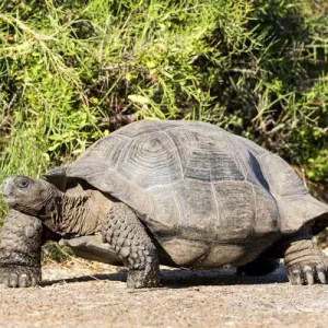 South America, Ecuador, Galapagos Islands, Isabela, Urvina Bay, Galapagos giant tortoise South America, Ecuador, Galapagos Islands, Isabela, Urvina Bay, Galapagos giant tortoise