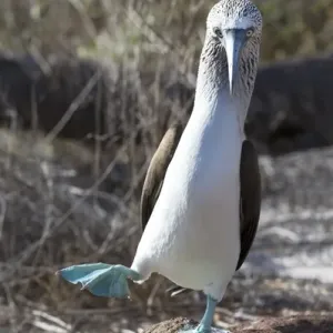 South America, Ecuador, Galapagos Islands, North Seymour Island, blue-footed booby South America, Ecuador, Galapagos Islands, North Seymour Island, blue-footed booby