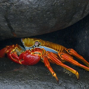 South America, Ecuador, Galapagos Islands. Sally lightfoot crab under rock. Credit as