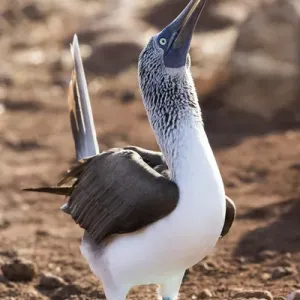 South America, Ecuador, Galapagos Islands, North Seymour Island, blue-footed booby South America, Ecuador, Galapagos Islands, North Seymour Island, blue-footed booby