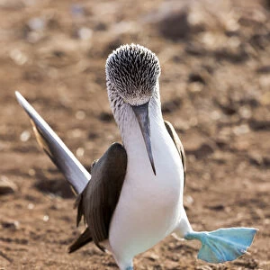 South America, Ecuador, Galapagos Islands, North Seymour Island, blue-footed booby