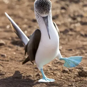 South America, Ecuador, Galapagos Islands, North Seymour Island, blue-footed booby South America, Ecuador, Galapagos Islands, North Seymour Island, blue-footed booby