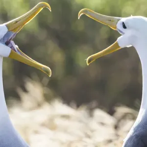South America, Ecuador, Galapagos Islands, Espanola, Punta Suarez, waved albatross South America, Ecuador, Galapagos Islands, Espanola, Punta Suarez, waved albatross