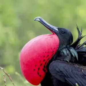 South America, Ecuador, Galapagos Islands, Genovesa, Darwin Bay Beach, great frigatebird South America, Ecuador, Galapagos Islands, Genovesa, Darwin Bay Beach, great frigatebird