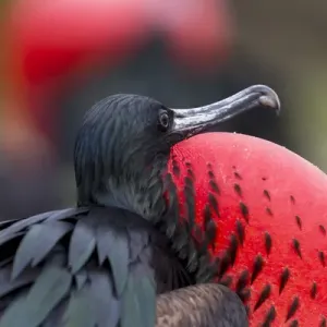 South America, Ecuador, Galapagos Islands, Genovesa, Darwin Bay Beach, great frigatebird South America, Ecuador, Galapagos Islands, Genovesa, Darwin Bay Beach, great frigatebird