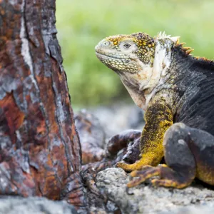 Central America Collection: Ecuador