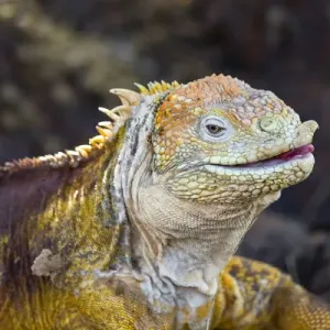 South America, Ecuador, Galapagos Islands, North Seymour Island, land iguana, (Conolophus South America, Ecuador, Galapagos Islands, North Seymour Island, land iguana, (Conolophus