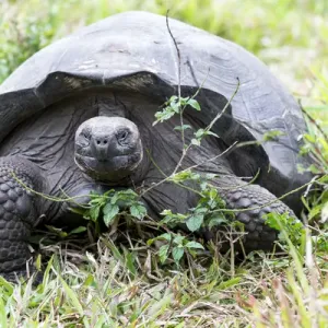 South America, Ecuador, Galapagos Islands, Santa Cruz Highlands, Galapagos giant tortoise South America, Ecuador, Galapagos Islands, Santa Cruz Highlands, Galapagos giant tortoise