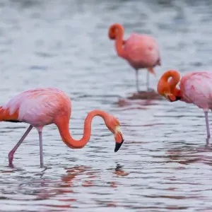 South America, Ecuador, Galapagos Islands, Floreana, Punta Cormoran, greater flamingo South America, Ecuador, Galapagos Islands, Floreana, Punta Cormoran, greater flamingo