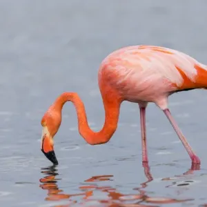South America, Ecuador, Galapagos Islands, Floreana, Punta Cormoran, greater flamingo South America, Ecuador, Galapagos Islands, Floreana, Punta Cormoran, greater flamingo