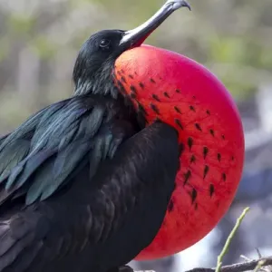 South America, Ecuador, Galapagos Islands, Genovesa, Darwin Bay Beach, great frigatebird South America, Ecuador, Galapagos Islands, Genovesa, Darwin Bay Beach, great frigatebird