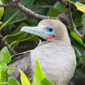 South America, Ecuador, Galapagos Islands, Genovesa, Darwin Bay Beach, red-footed booby South America, Ecuador, Galapagos Islands, Genovesa, Darwin Bay Beach, red-footed booby