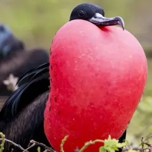 South America, Ecuador, Galapagos Islands, Genovesa, Darwin Bay Beach, great frigatebird South America, Ecuador, Galapagos Islands, Genovesa, Darwin Bay Beach, great frigatebird