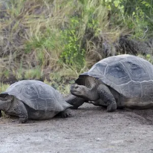 South America, Ecuador, Galapagos Islands, Isabela, Urvina Bay, Galapagos giant tortoise South America, Ecuador, Galapagos Islands, Isabela, Urvina Bay, Galapagos giant tortoise