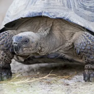 South America, Ecuador, Galapagos Islands, Isabela, Urvina Bay, Galapagos giant tortoise South America, Ecuador, Galapagos Islands, Isabela, Urvina Bay, Galapagos giant tortoise