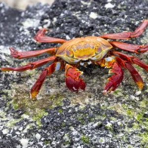 South America, Ecuador, Galapagos Islands, San Cristobal, Cerro Brujo, Sally Lightfoot crab South America, Ecuador, Galapagos Islands, San Cristobal, Cerro Brujo, Sally Lightfoot crab