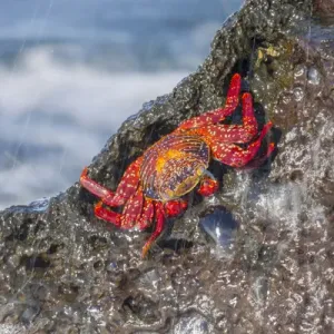 South America, Ecuador, Galapagos Islands, Isabela, Urvina Bay, Sally Lightfoot crab South America, Ecuador, Galapagos Islands, Isabela, Urvina Bay, Sally Lightfoot crab