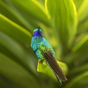 South America, Equador, Nono. Sparkling violet-ear on leaf