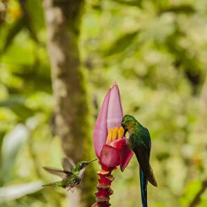 South America, Equador, Tandayapa Bird Lodge. Hummingbirds on banana flower. Credit as