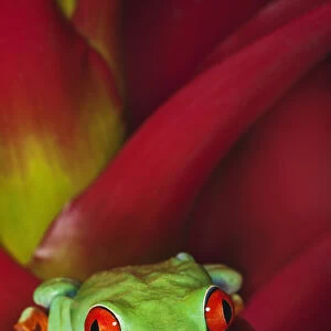 South America, Panama. Red-eyed tree frog on bromelied flower