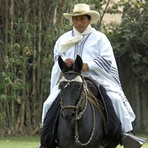 South America, Peru, Lima. Historic Peruvian Paso horse ranch, Chacra Tres Canas