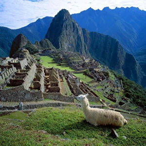 South America, Peru. A llama rests on a hill overlooking the ruins of Machu Picchu