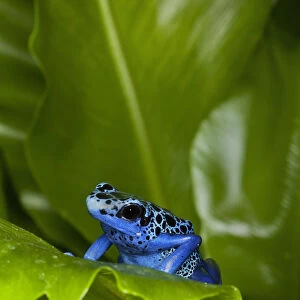 South America, Suriname. Blue dart frog on leaf