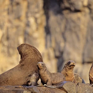 South American Fur Seal (Arctocephalus australis), Chile, colony with pubs on rock
