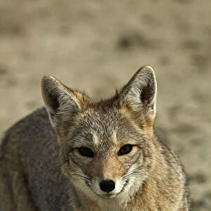 South American gray fox (Lycalopex griseus), Patagonia, Argentina