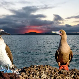 South Atlantic, Ecuador, Galapagos Islands. Blue- and red-footed booby birds with