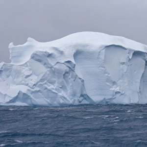 South Atlantic, South Georgia Island. Albatross flies past an iceberg