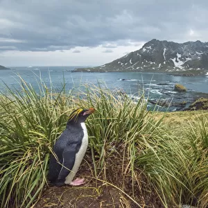 South Georgia Island, Cooper Bay. Macaroni penguin in the tussock grass