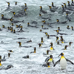 South Georgia Island, King penguins surf and bath at waters edge
