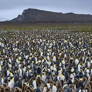 South Georgia Island, Salisbury Plain. Dense king penguin colony