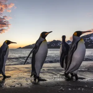 South Georgia Island, St. Andrews Bay. King penguins emerge from water at sunrise