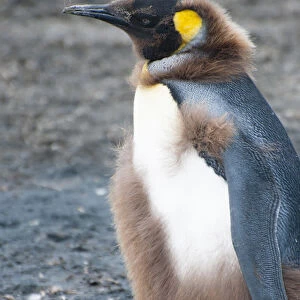 South Georgia. Salisbury Plain. King penguin (Aptenodytes patagonicus) chick molting