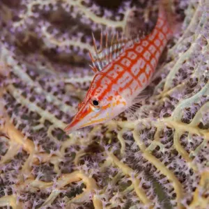 South Pacific, Solomon Islands. Close-up of longnose hawkfish South Pacific, Solomon Islands. Close-up of longnose hawkfish