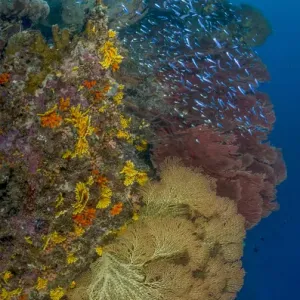 Oceania Prints: Soloman Islands