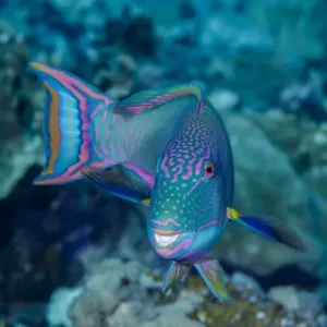 South Pacific, Solomon Islands. Close-up of parrotfish South Pacific, Solomon Islands. Close-up of parrotfish